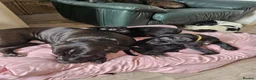Mixed Breed dogs for sale: Bullmastiff cross puppies - Advert 2