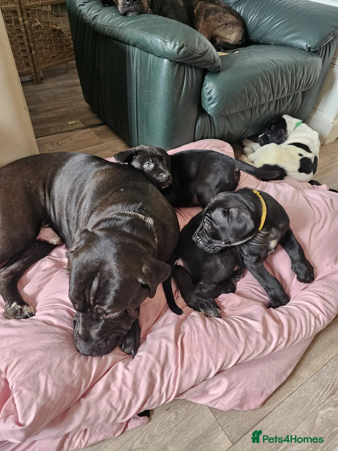 Mixed Breed dogs for sale: Bullmastiff cross puppies - Advert 2