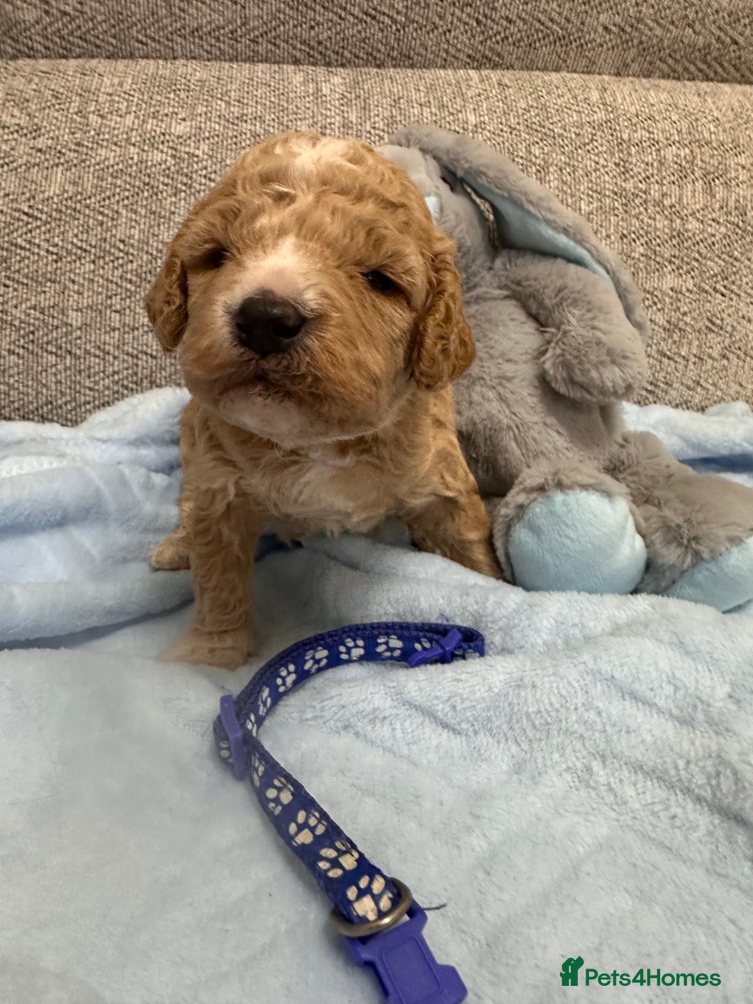 Cavapoo dogs for sale: Stunning F1b Cavapoos - Advert 8