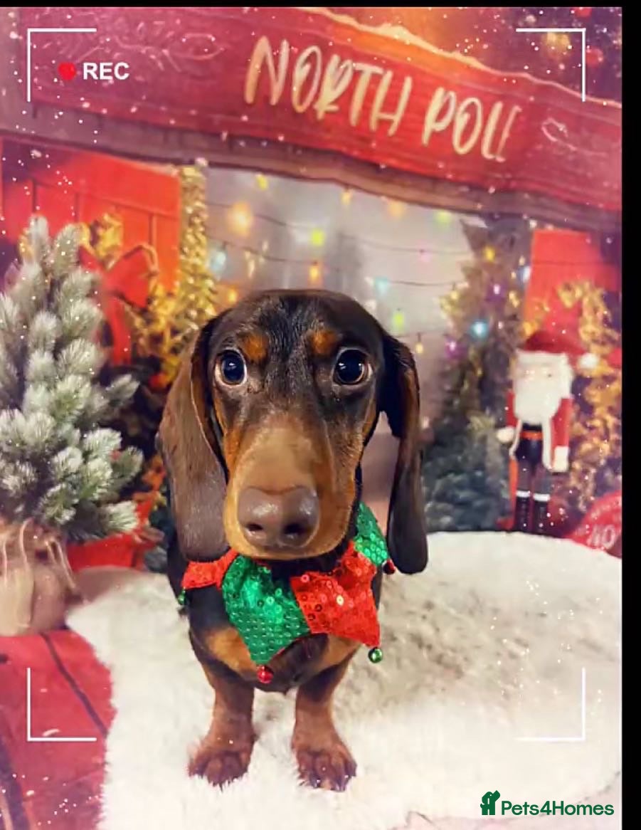 Dachshund dogs male miniature dachshund  - Advert 1