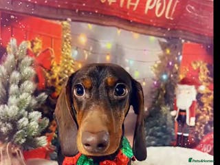 Dachshund dogs male miniature dachshund - Advert 1