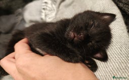 Mixed Breed cats for sale: Ragdoll (mum) X Tabby (dad) - blue eyes ! - Image 13