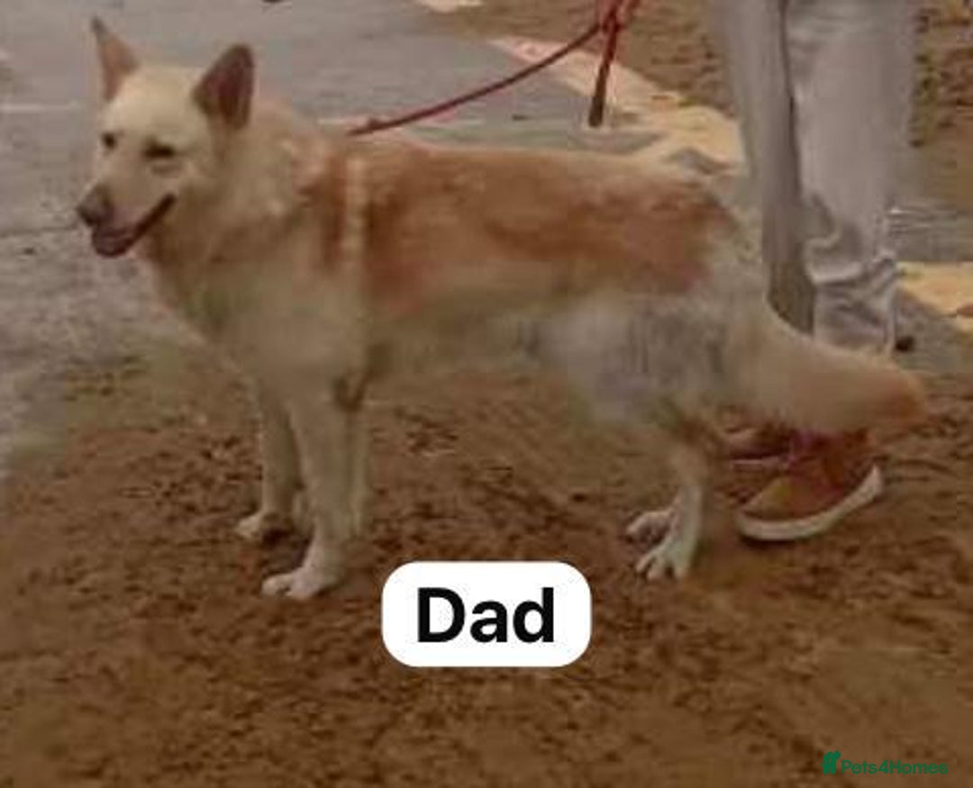 Mixed Breed dogs for sale: Northern Inuit x apricot German Shepherd - Advert 5