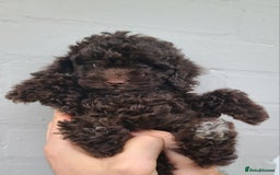 Cavapoo dogs for sale: Waitlist Jan/Feb 26.  F1B Cavapoo. Health Tested  - Advert 8