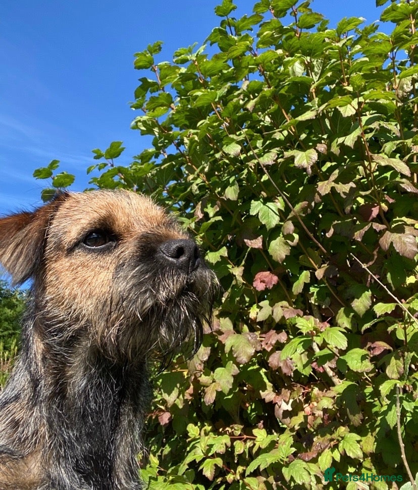 Border Terrier dogs Border Terrier Male  - Advert 3