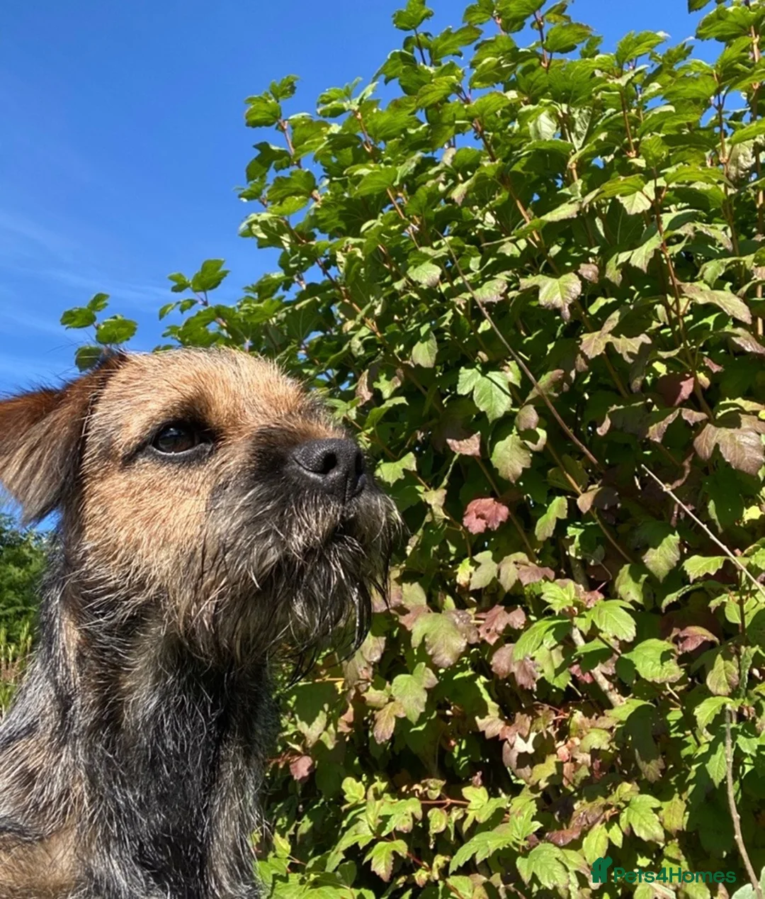 Border Terrier dogs for sale: Border Terrier Male  - Advert 1