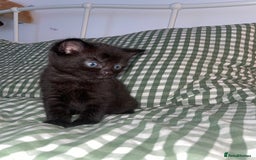 Domestic Shorthair cats for sale: All black female kittens available  - Image 4