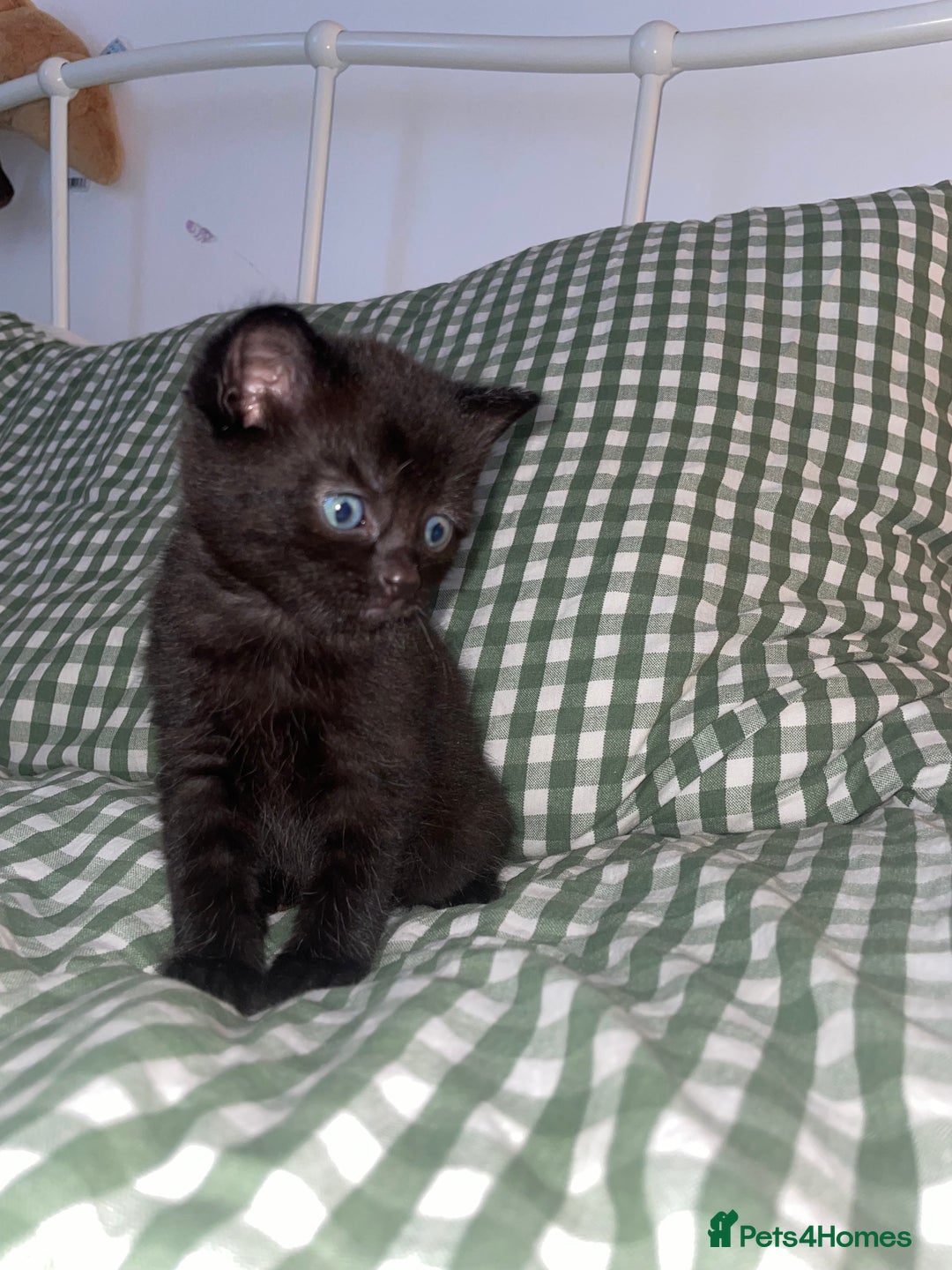 Domestic Shorthair cats for sale: All black female kittens available  - Image 4