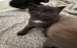 British Shorthair cats for sale: Adorable kittens for sale  - Image 4