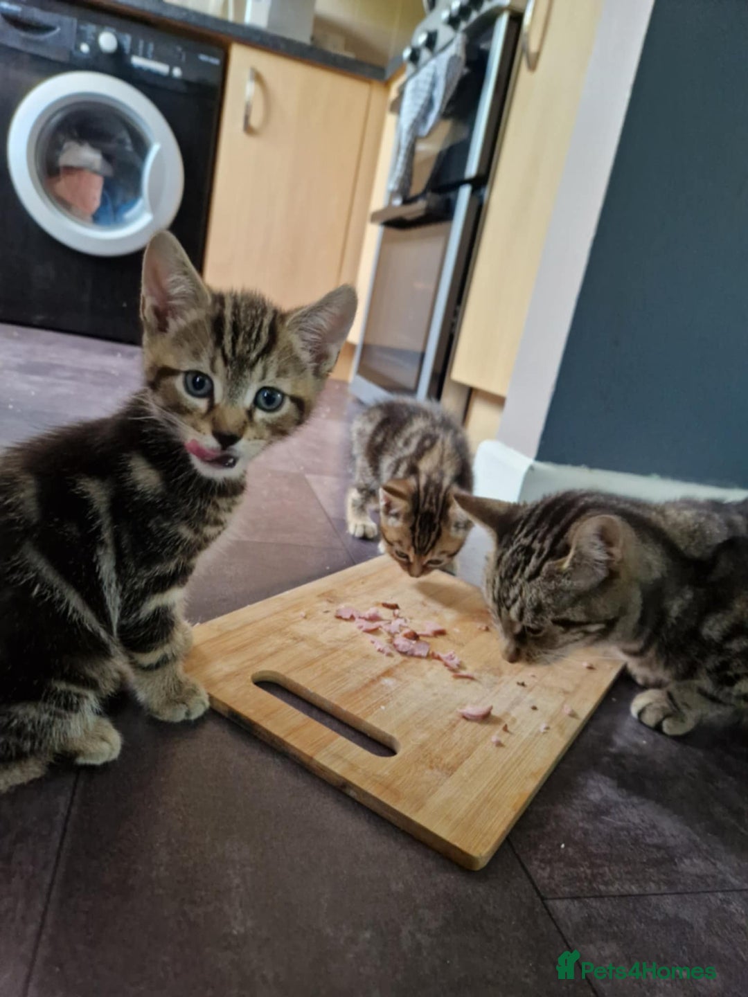 Bengal cats for sale: Bengal tabby mix kittens - Image 7