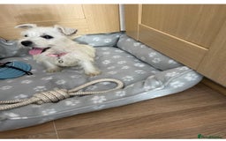 West Highland Terrier dogs for sale: Beautiful west highland terriers puppys - Image 13