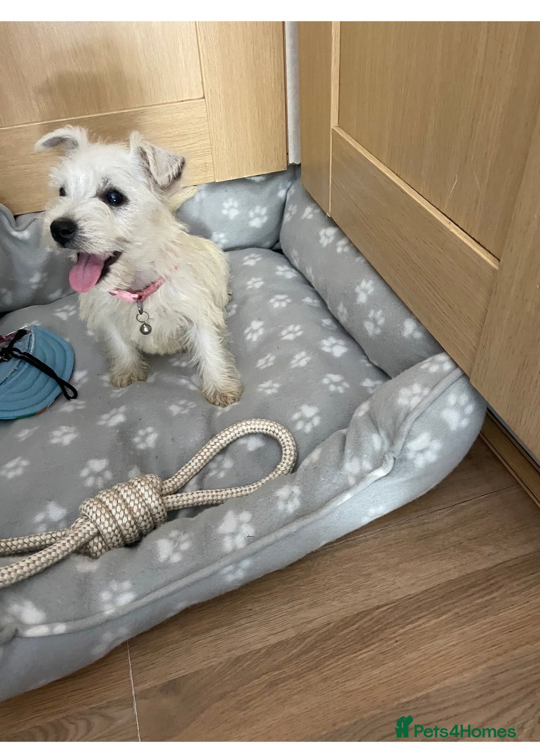 West Highland Terrier dogs for sale: Beautiful west highland terriers puppys - Image 13