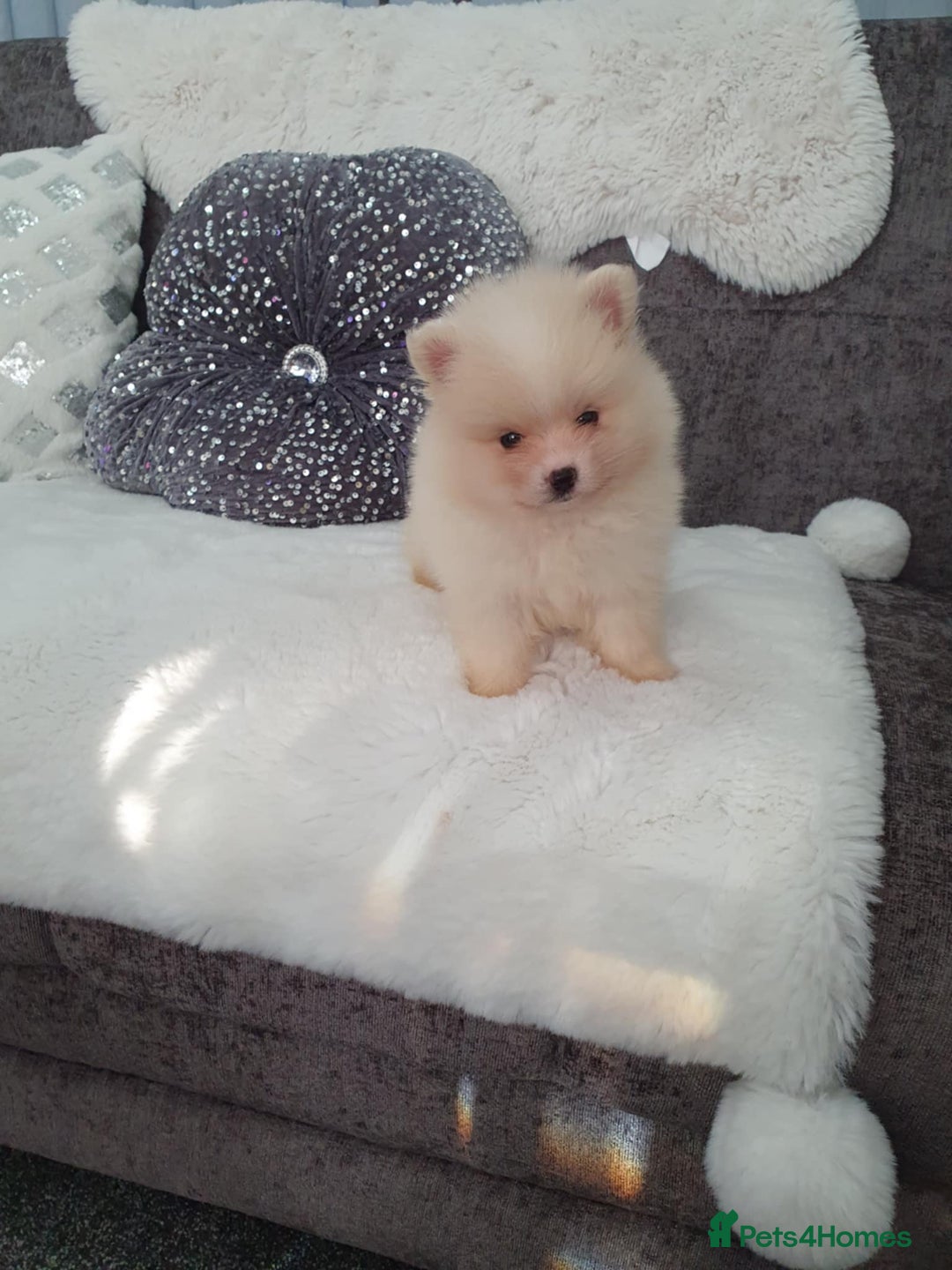 Pomeranian dogs for sale: Pomeranian stunning puppies  - Image 10