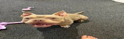 American Bully dogs for sale: Micro American bully  - Advert 3