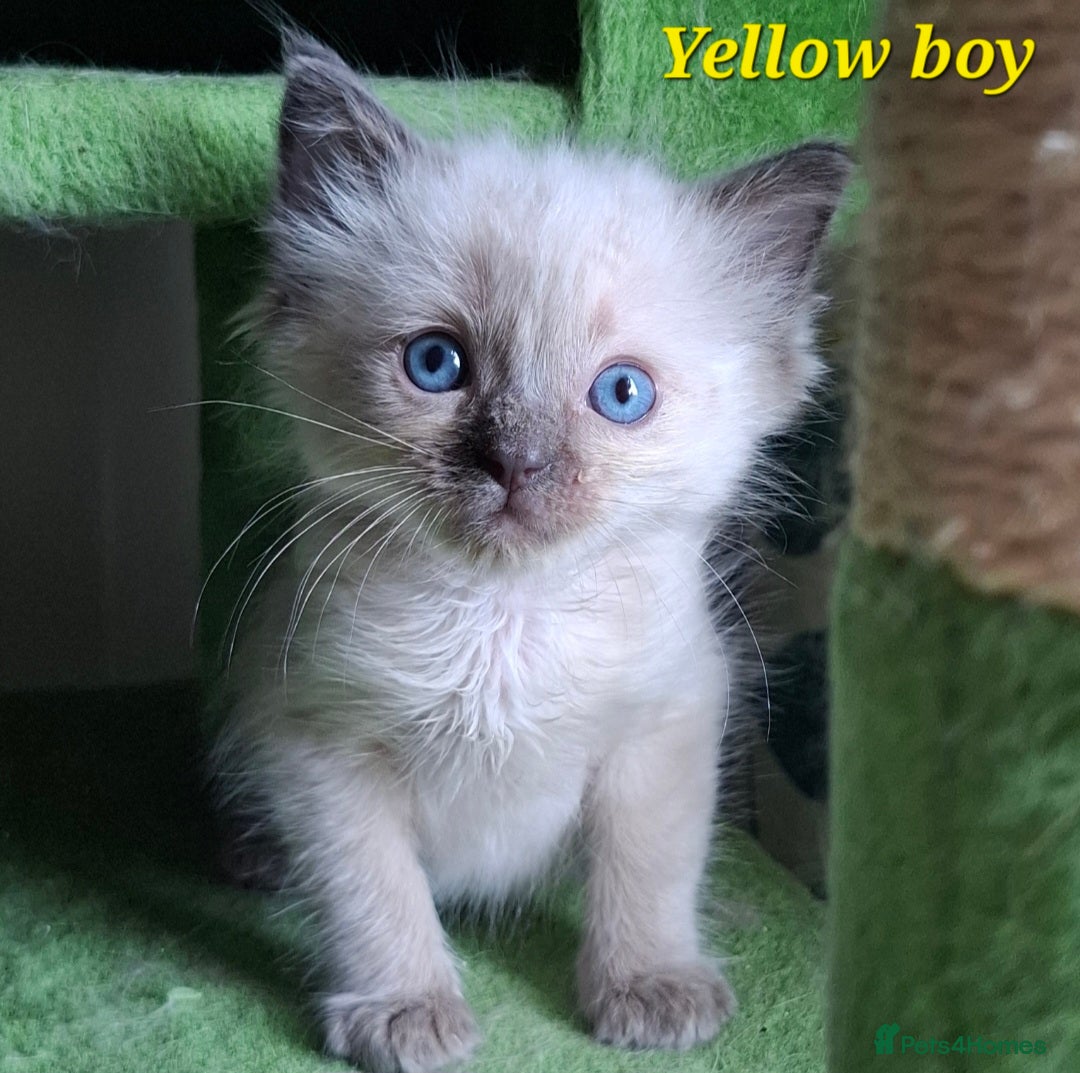 Ragdoll cats for sale: GCCF Gorgeous Pure Pedigree Ragdoll Kittens - Image 23