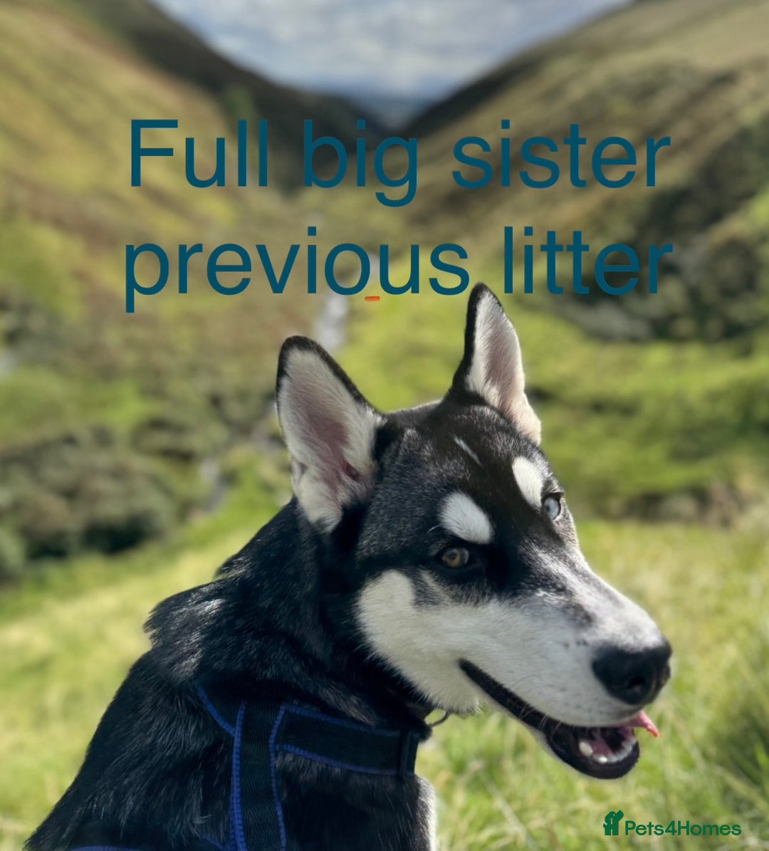 Siberian Husky dogs for sale: Siberian husky boys  - Advert 8