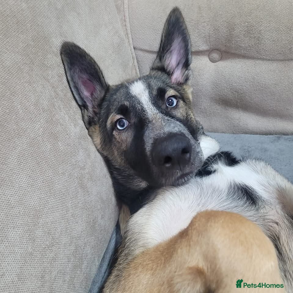 Shepsky dogs Husky x Shepsky - Advert 2