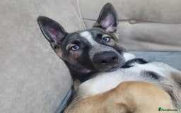 Shepsky dogs for sale: Husky x Shepsky - Image 1