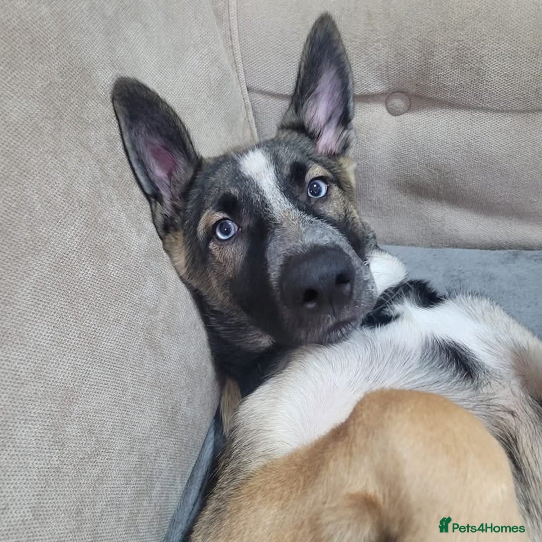 Shepsky dogs for sale: Husky x Shepsky - Image 1