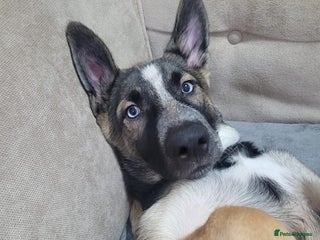 Shepsky dogs - Advert 1