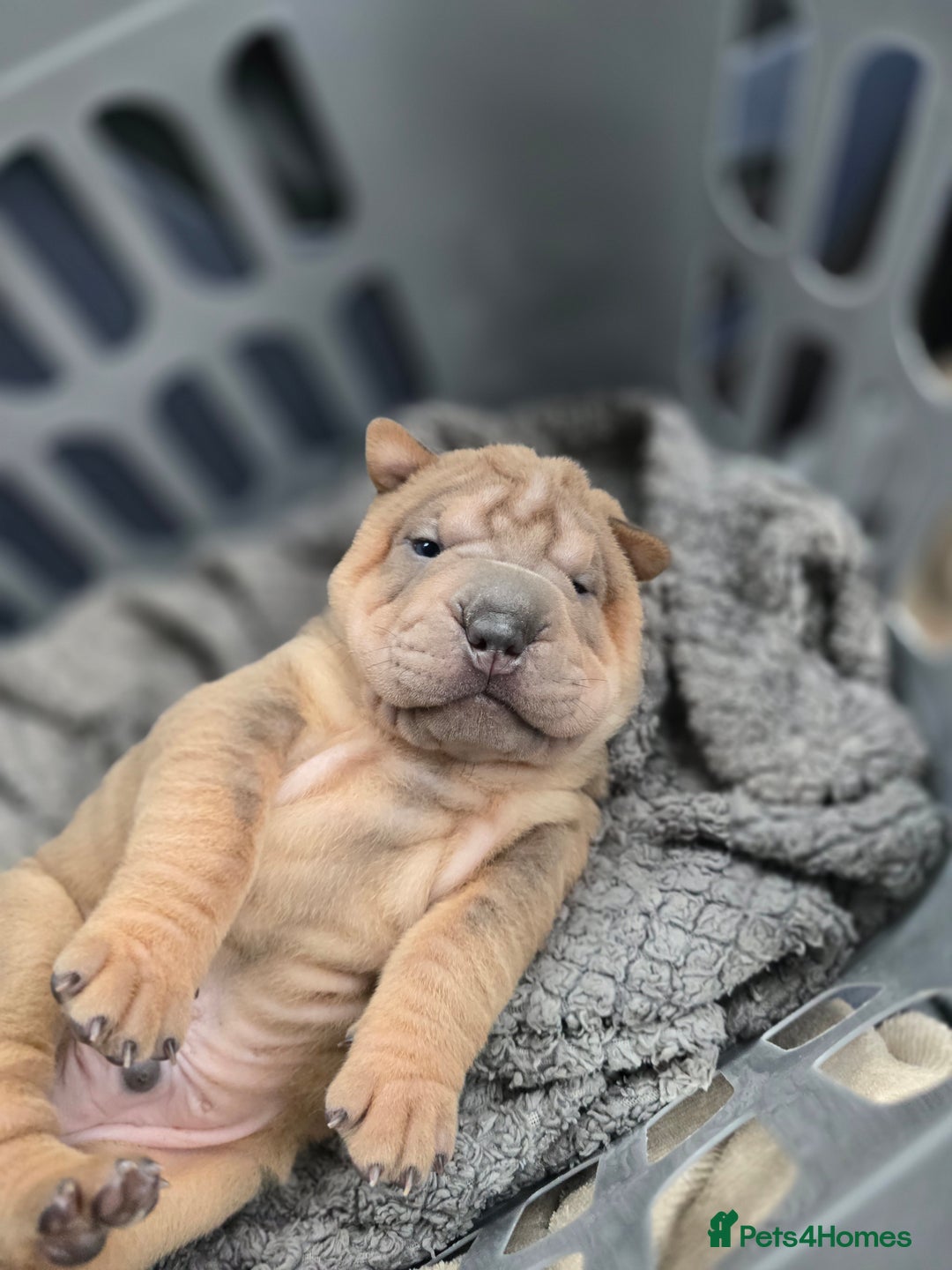 Shar Pei dogs for sale: Beautiful litter of Shar Pei puppies!  - Advert 17