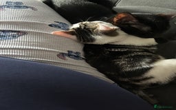 Mixed Breed cats for sale: Minnie and leo - Image 2