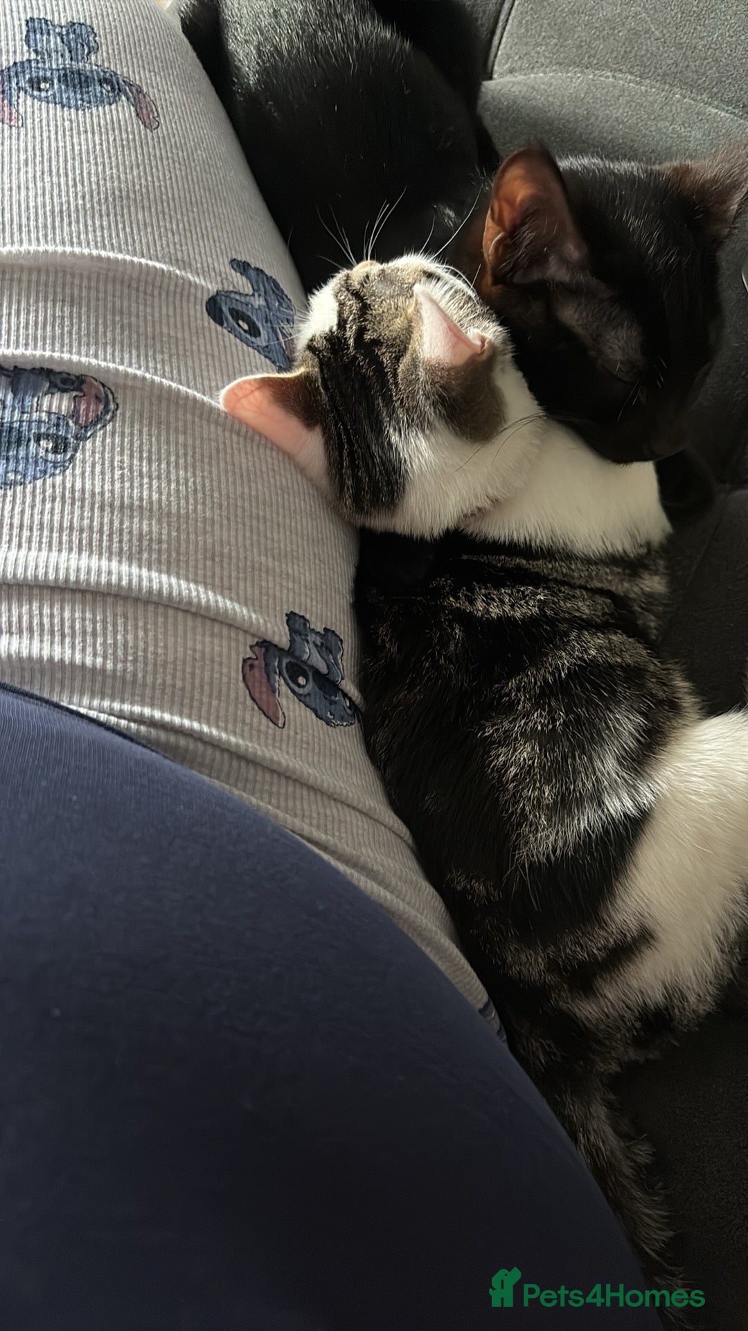 Mixed Breed cats for sale: Minnie and leo - Image 2