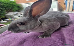 Rex rabbits for sale: 🐰🩵Stunning mini rex baby boy  - Image 3