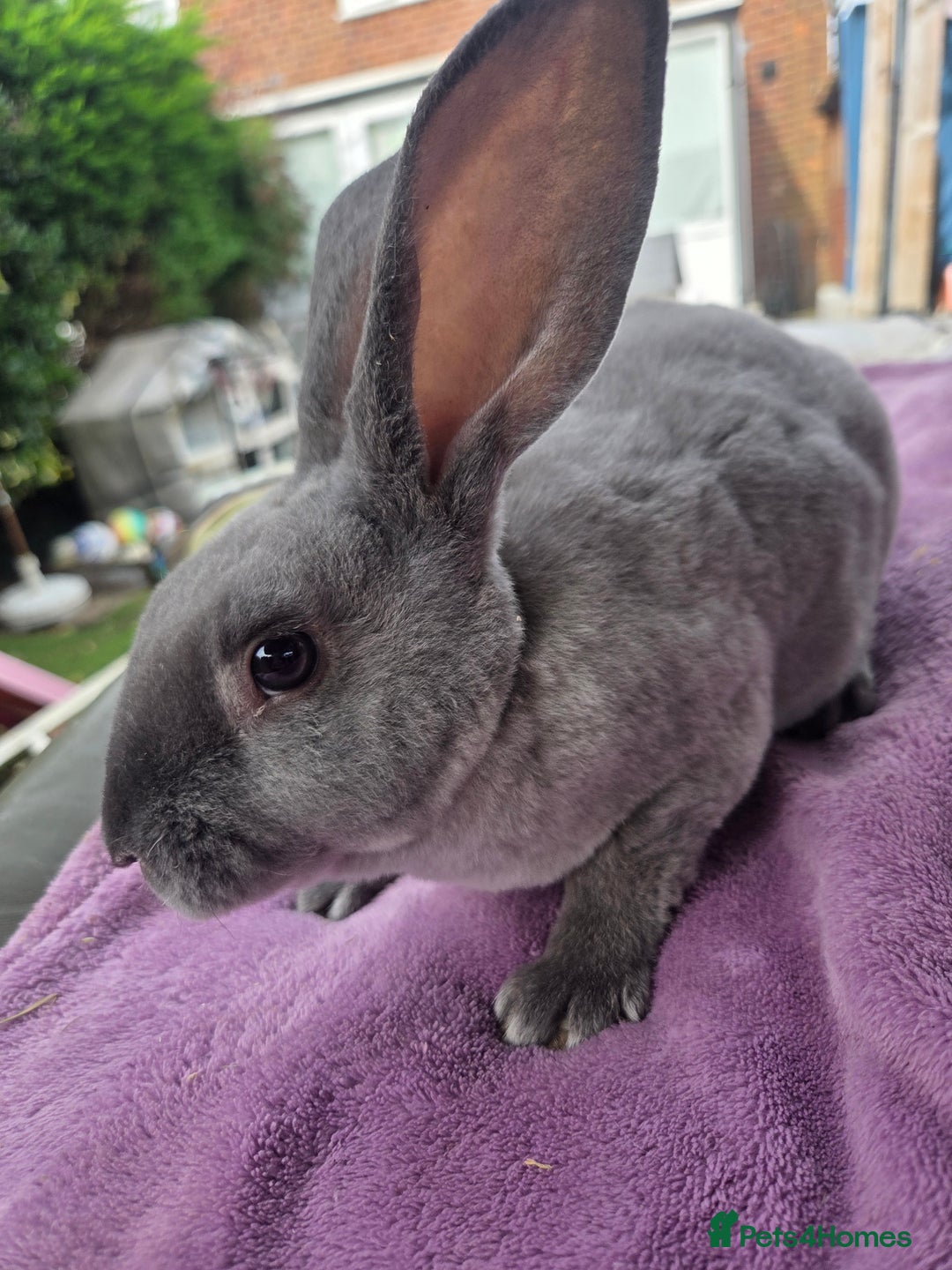 Rex rabbits for sale: 🐰🩵Stunning mini rex baby boy  - Image 3