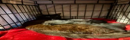 Mixed Breed cats for sale: 2 kittens available  in Hythe - Advert 2
