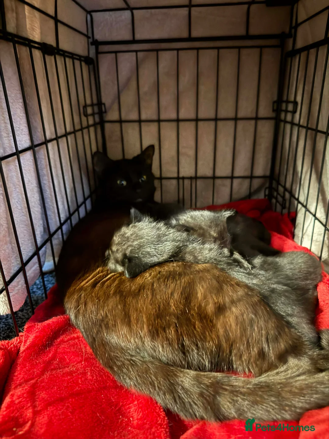 Mixed Breed cats for sale: 2 kittens available  in Hythe - Advert 2