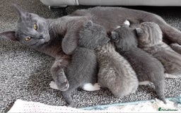 British Shorthair cats for sale: Adorable blue grey kittens - Image 1