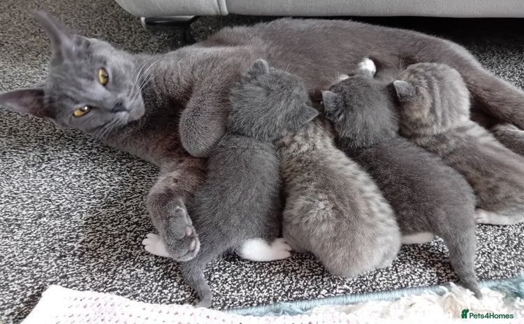 British Shorthair cats - Advert 1
