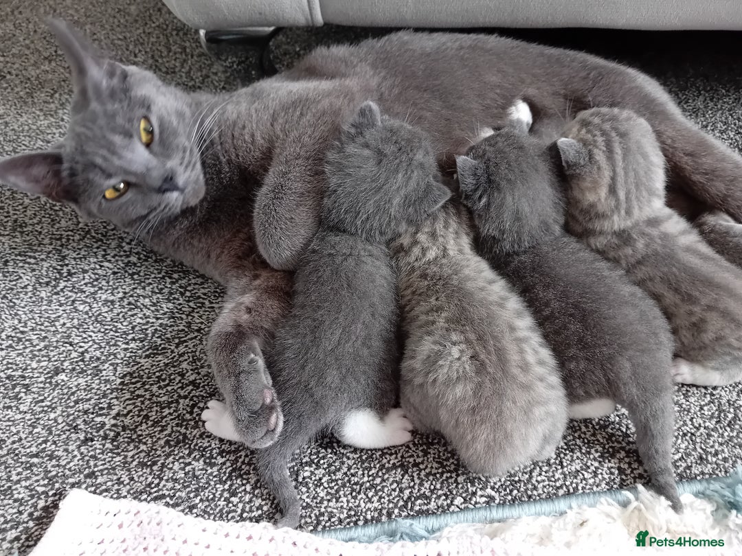 British Shorthair cats for sale: Adorable blue grey kittens - Image 1