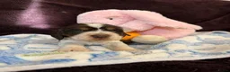 Cocker Spaniel dogs for sale: Beautiful DNA Tested Show Cocker Spaniels - Advert 3