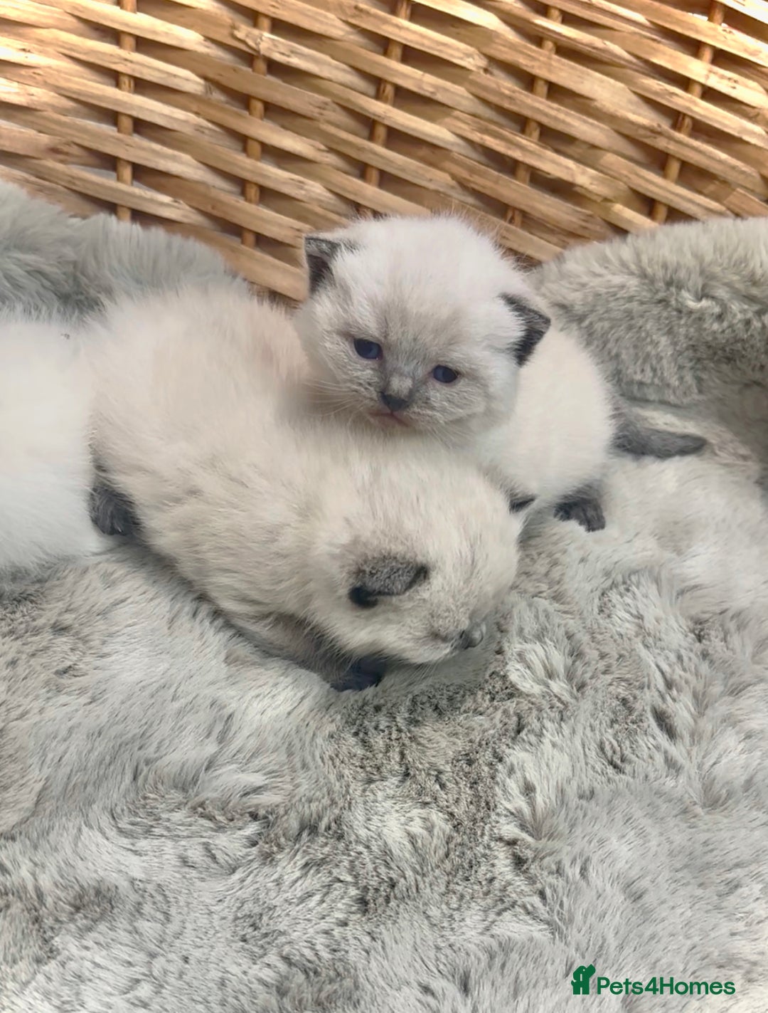 British Shorthair cats for sale: 2 Female 2 Male British Shorthaired kittens  - Advert 9