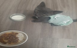 Russian Blue cats for sale: Grey girl 10 weeks - Image 1