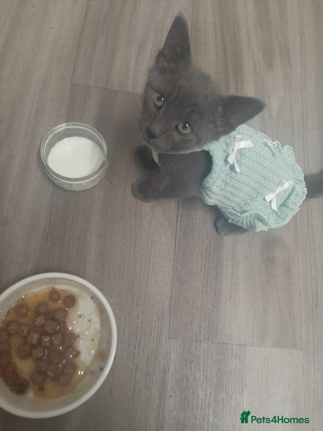 Russian Blue cats for sale: Grey girl 10 weeks - Image 1