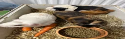 Guinea Pig rodents for sale: 4 Lovely Guinea Looking New Homes – Cages Included in Middlesbrough - Advert 6