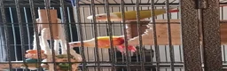 Conures birds for sale: Proven pair of conures - Advert 2