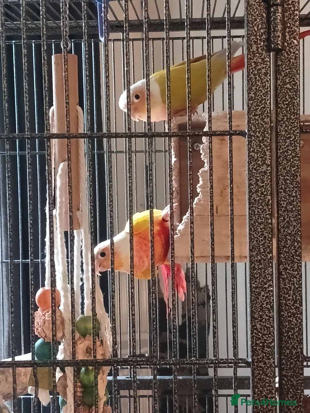 Conures birds for sale: Proven pair of conures - Advert 2