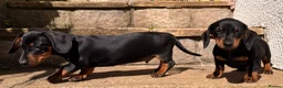 Miniature Dachshund dogs for sale: Monty the Miniature Dachshund  - Advert 11