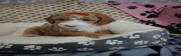 Cockapoo dogs for sale: 🐾🌹🐶 six beautiful fun loving fur baby's ❤️ 🩵🐾 in Barnsley - Advert 15