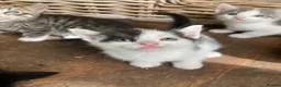 Mixed Breed cats for sale: Very pretty family friendly kittens.  - Advert 6
