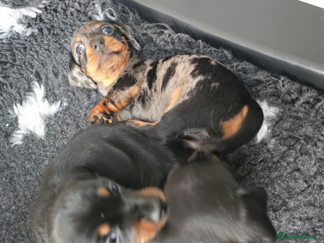 Miniature Dachshund dogs for sale: KC Miniature Dachshund Pups  - Image 27