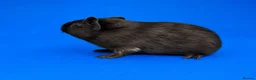 Guinea Pig rodents for sale: Bonded guinea pig girls  - Advert 5