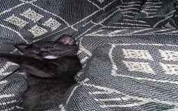 Domestic Shorthair cats for sale: 14 week old female kitten - Image 4
