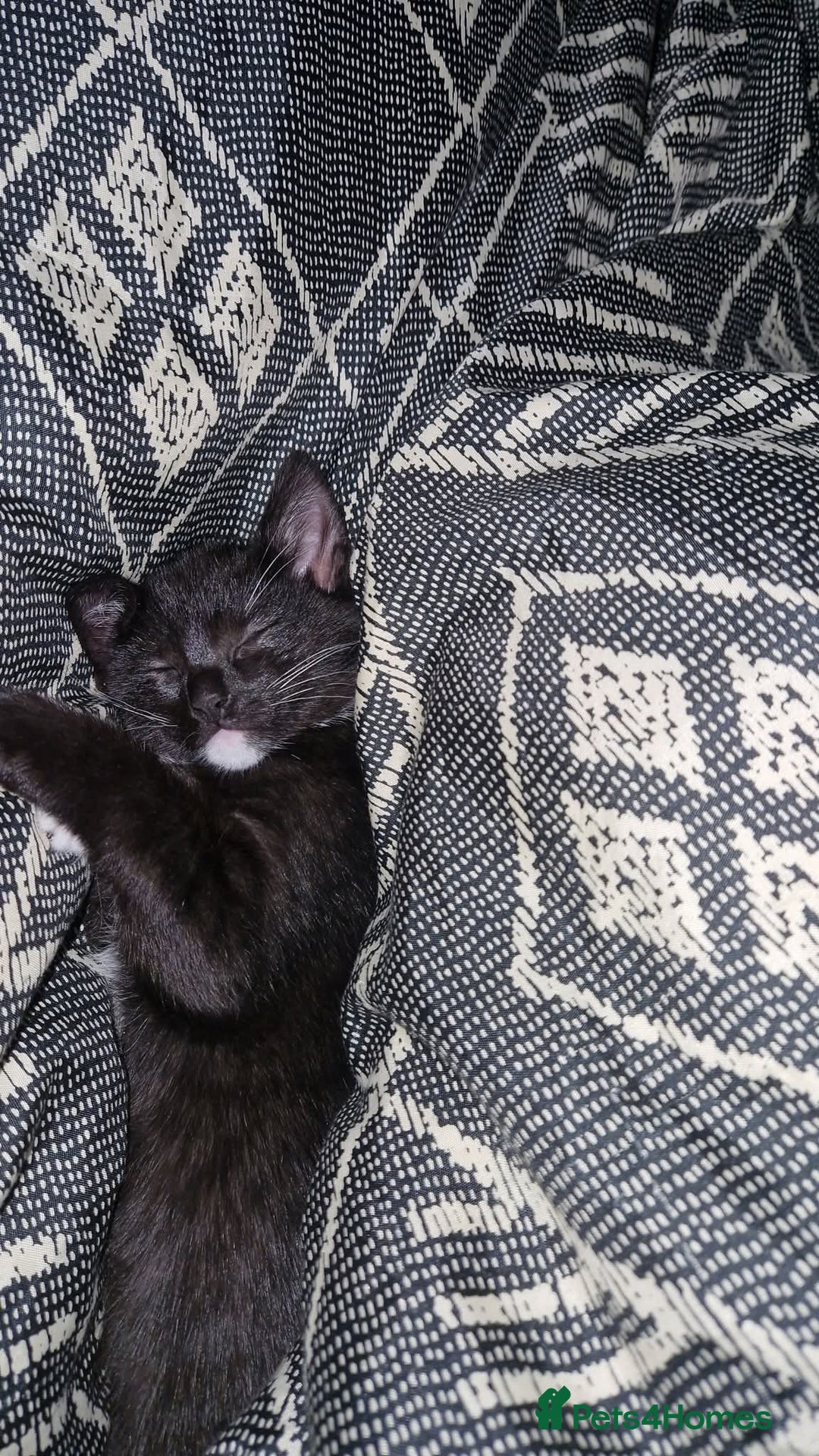 Domestic Shorthair cats for sale: 14 week old female kitten - Image 4