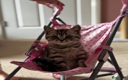 British Shorthair cats for sale: British shorthair mix  - Image 1