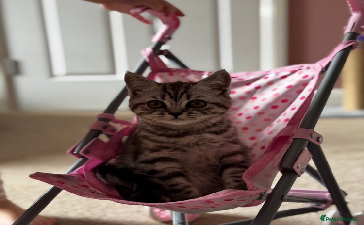 British Shorthair cats - Advert 1